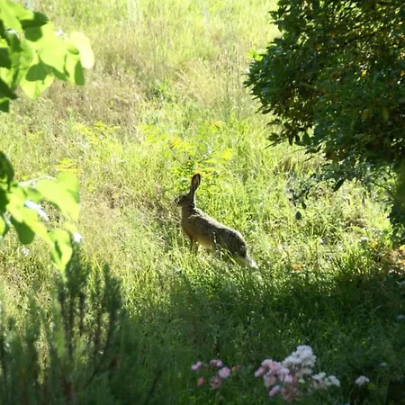 Tuscan Hideaway With Pool Vakantiehuis San Godenzo